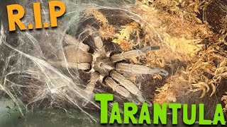 My tarantula died
