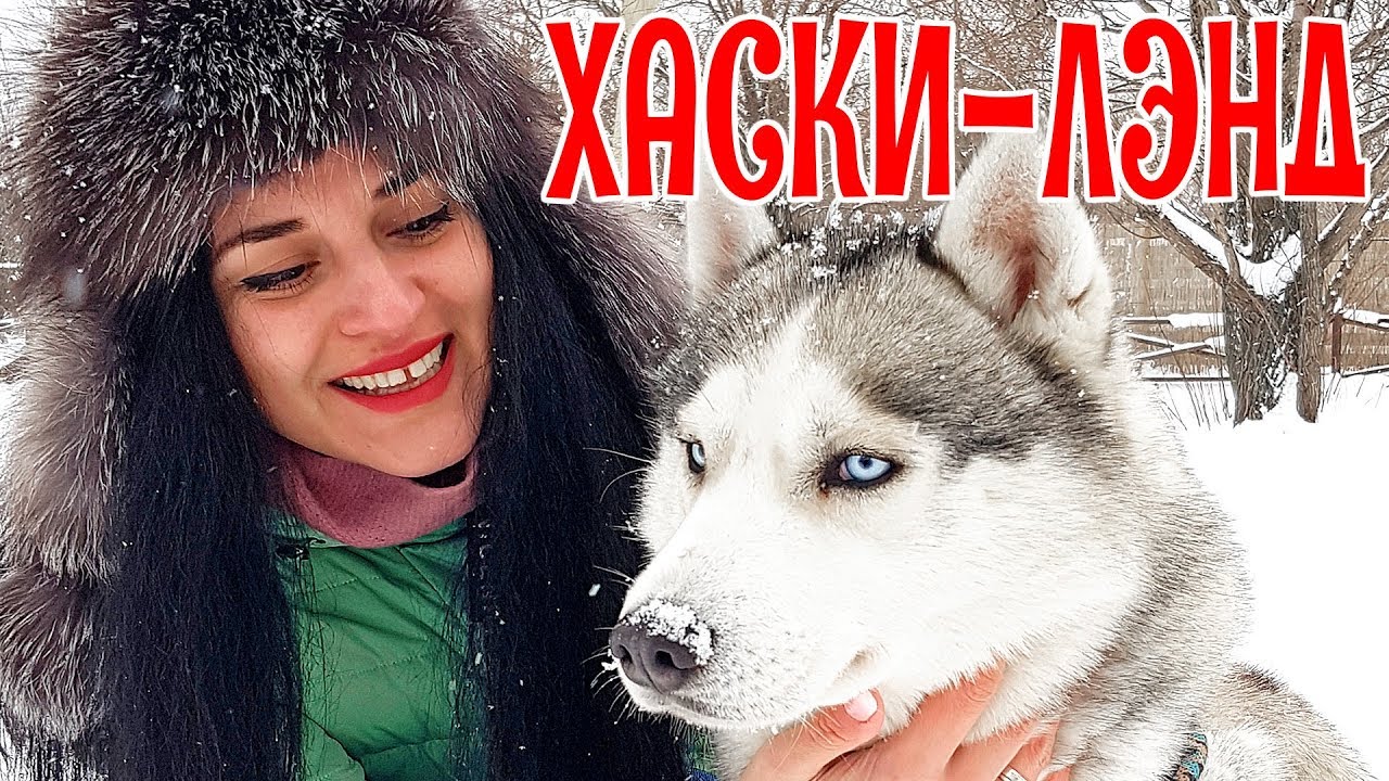 Хаски в машине