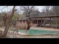 Male lion Junior Nkuhuma in camp with his cubs