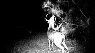 Nine pointer working his scrape.AVI