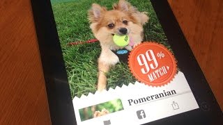 Microsoft's Fetch App Identifies Your Dog screenshot 2