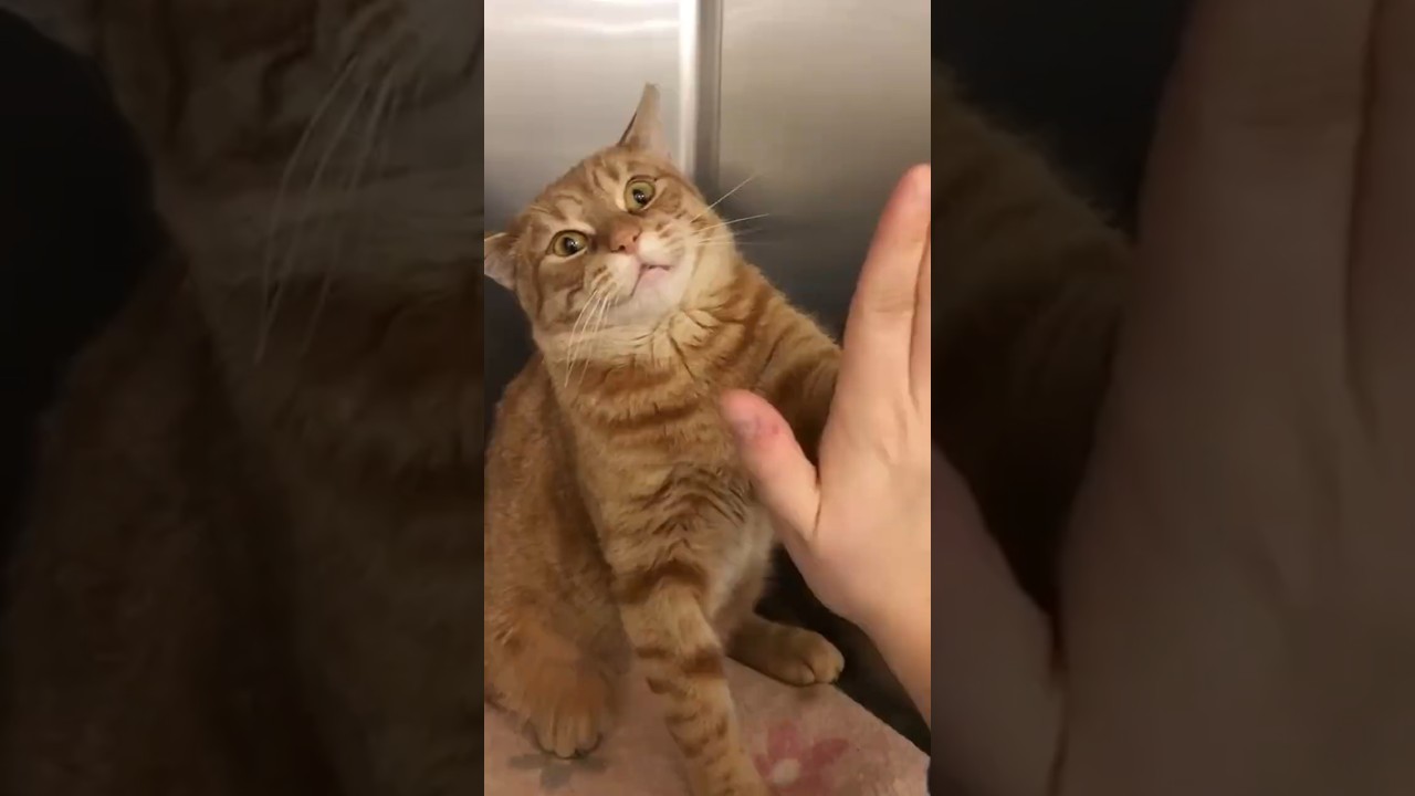 Она обожает давать «пять» 😂