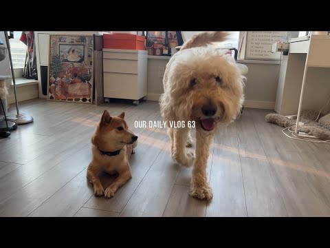 VLOG 63 | 🇨🇦 素人留学日常:最离谱的开箱淘宝海运🛋️/家里摆一只杰尼龟/购置新沙发