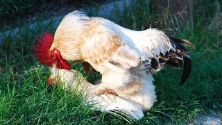 Chicken Mating in Slow Motion | close up of chicken Breeding | #chicken #breeding