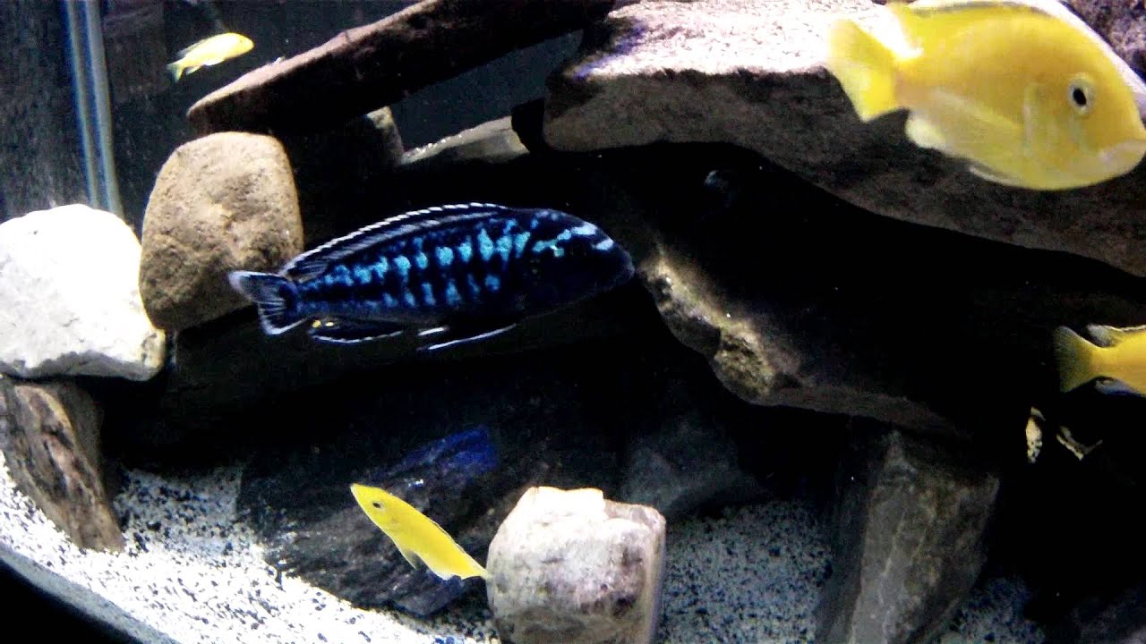 Marine Joe Electric Blue Johanni YouTube