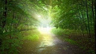 Relaxing Sounds | Sonidos de la Naturaleza | Rainforest | lluvia en el Bosque
