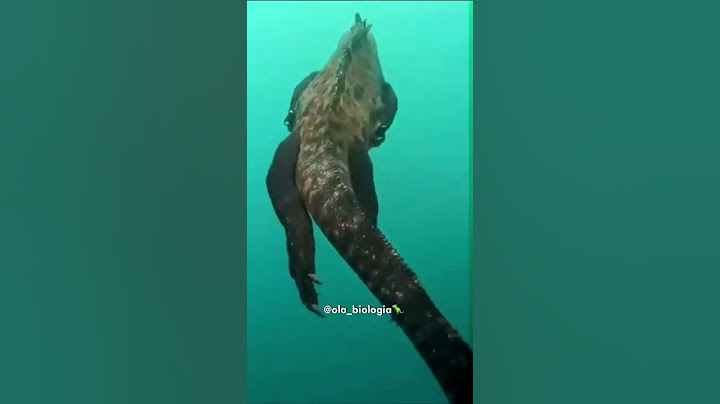 O GODZILLA EXISTE NA VIDA REAL 😱 #shorts