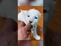 Lost Baby Lion Finds Family