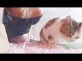 猫の餌シーバは１箱に４種類入っているので選んでもらってます🌟