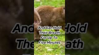 Meet The Giant Hamster A Capybara Adventure