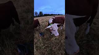 Last Brave Bits 🐮 #9 30.7.26