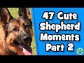 The best cute german shepherd compilation part 2  funny german shepherds