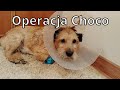 Nasz adoptowany pies ma operację | Daily #16