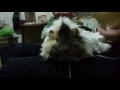 Bum (guinea pig)