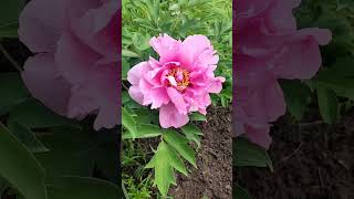Древовидный пион - Розовый лотос - первое цветение