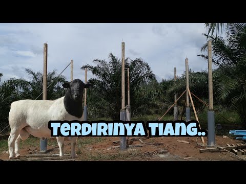 Video: Bagaimana Membina Kandang Biri-biri