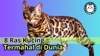 8 Ras Kucing Termahal di Dunia yang Wajib Cat Lovers Ketahui