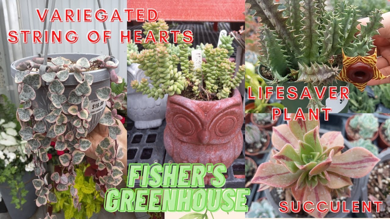 VLOG 13 Let's Go Plant Shopping at Fisher's Greenhouse PART 2 RARE PLANTS! JULY 2022 YouTube
