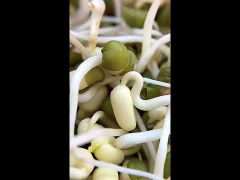 Всего ДВА дня и у вас есть свежая зелень! РОСТКИ МАША! - YouTube