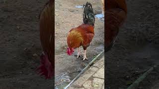#chickensong #funny #funny_chicken #comedy #kozhi_koodam #chicken #husbandwifetamilcomedy #rooster