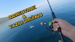 KIYIDAN SARIKUYRUK VE YAZILI ORKİNOS AVI!