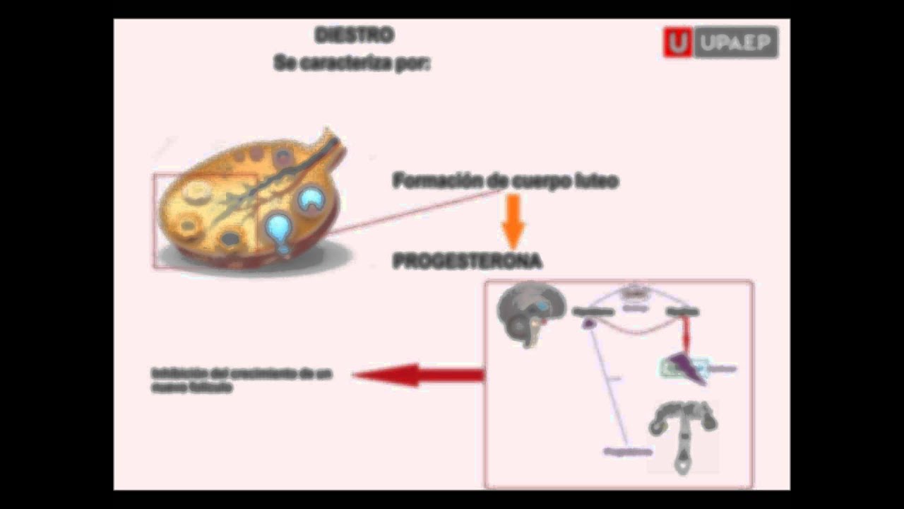 Fisiología del Ciclo Estral YouTube Fisiología del Ciclo Estral YouTube