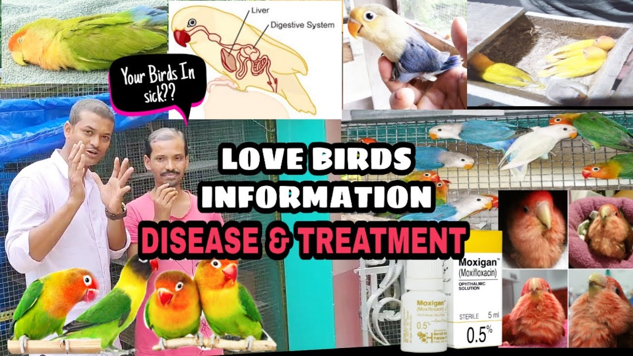 Love Birds Full Informtion Disease Treatment Pox Problem & Male Female Identify Chikes
