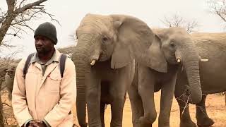 Celebrating the Friendships Between Carers & Elephants 💚