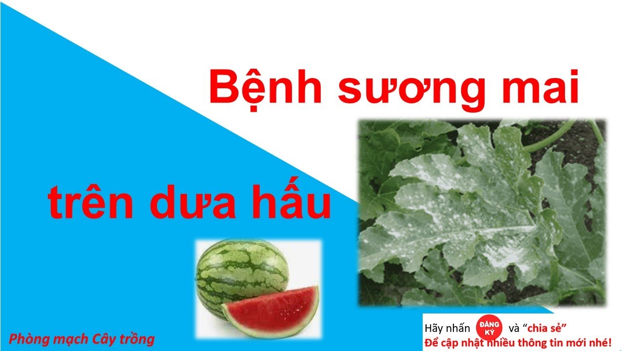 Phòng trị Bệnh suong mai trên dưa hấu | Phòng mạch cây trồng | biểu hiện | thuốc phòng trị | alo |