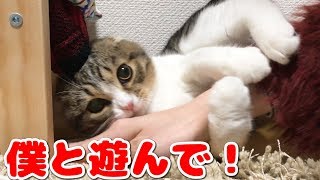 掃除を邪魔しちゃう子猫【スコティッシュフォールド】【Scottish Fold】