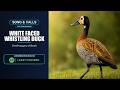 White-faced Whistling Duck Song & Calls | Dendrocygna viduata | Spectrogram