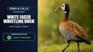 White-faced Whistling Duck Song & Calls | Dendrocygna viduata | Spectrogram