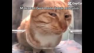 Meme kucing Oren 😼