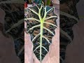This is my peak editing 😂 #fyp #plants #plant #plantlover #plantcare