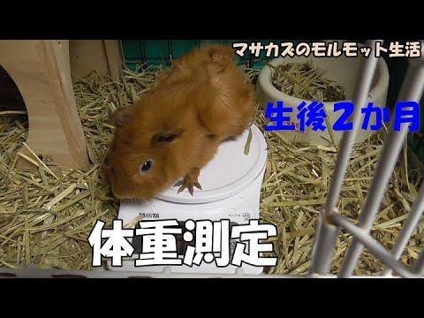 生後2ヶ月のモルモットの体重測定!　アビシニアンモルモットベビーの体重は何グラム？