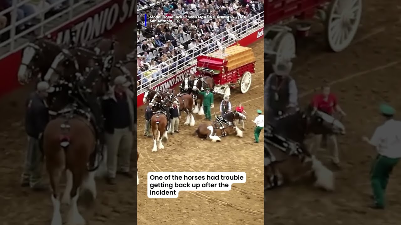 Crews Jumped Into Action When The Budweiser Clydesdales Got Tangled Up During A Rodeo 