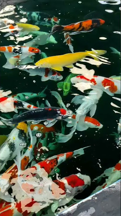 story wa ikan koi #shorts