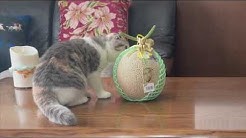 Cat Diary Koume Youtube Cat Diary Koume Youtube