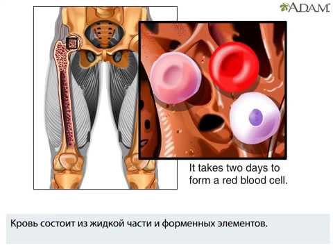 Как образуются эритроциты? Что такое эритропоэз?