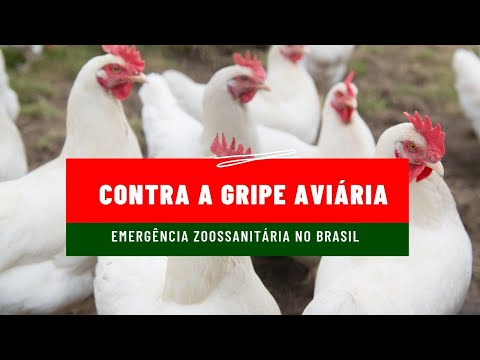 Emergência zoossanitária dá mais recursos e agilidade no combate à gripe aviária, diz Adapar