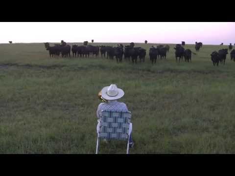 Serenading the cattle with my trombone (Lorde - Royals)