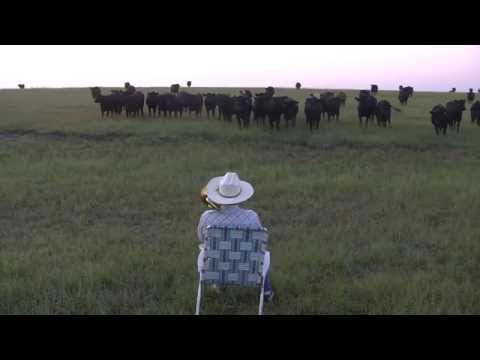 Video Serenading the cattle with my trombone (Lorde - Royals)