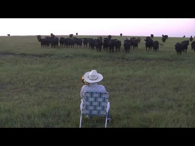 Serenading the cattle with my trombone (Lorde - Royals) class=