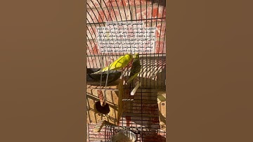 #سورة_يونس #قرآن #المصحف #المنشاوي #العراق #مصر #اكسبلور #طيور #البادجي #quran #explore #birds #usa
