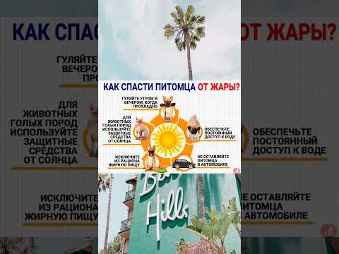 Как спасти питомца от жары🌡️