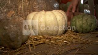 PUMPKINS 2010