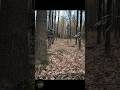 🎥🐏Wyprawa do lasu w poszukiwaniu muflonów |🎥🐏 A trip into the forest - search of mouflons #wildlife