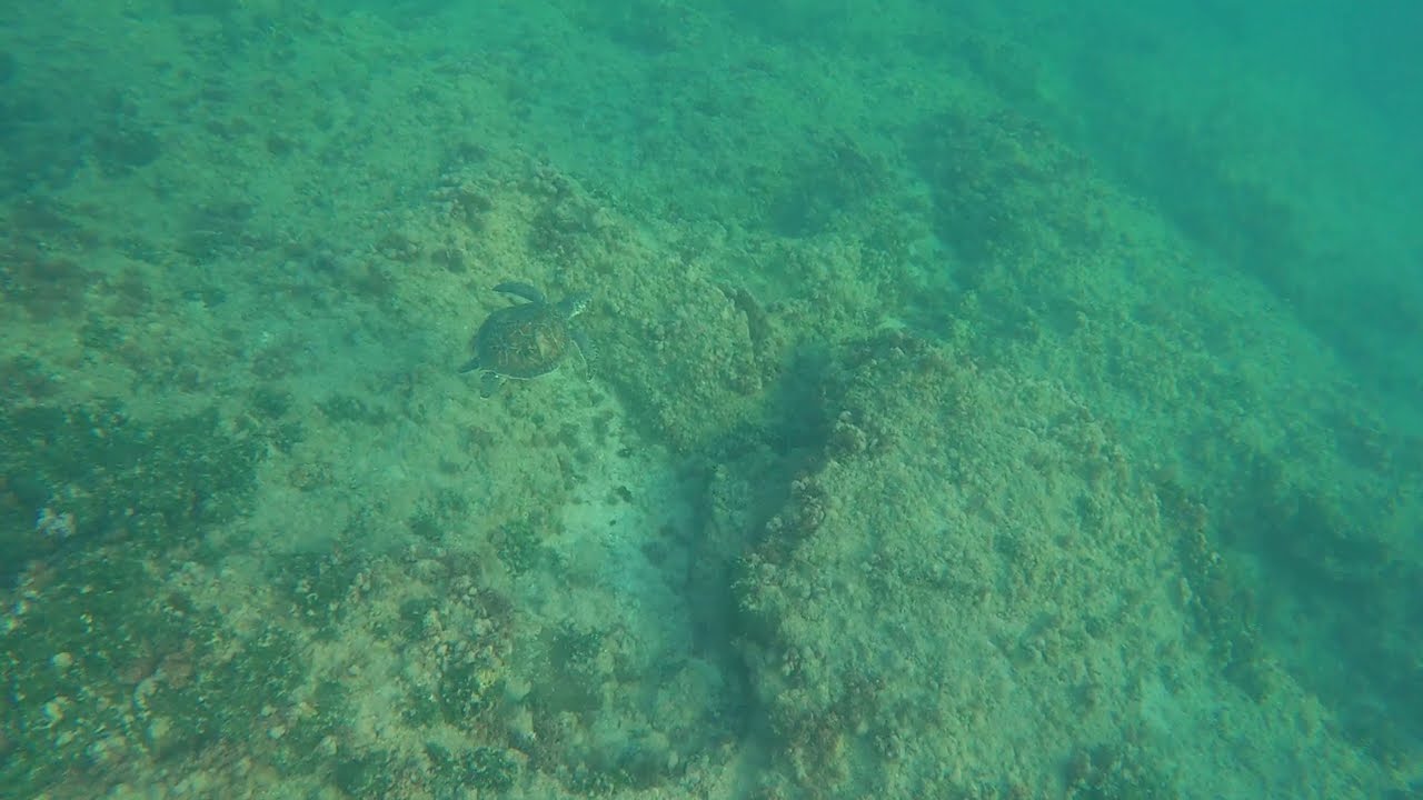 🐢❤🌊הצבה לקשמי