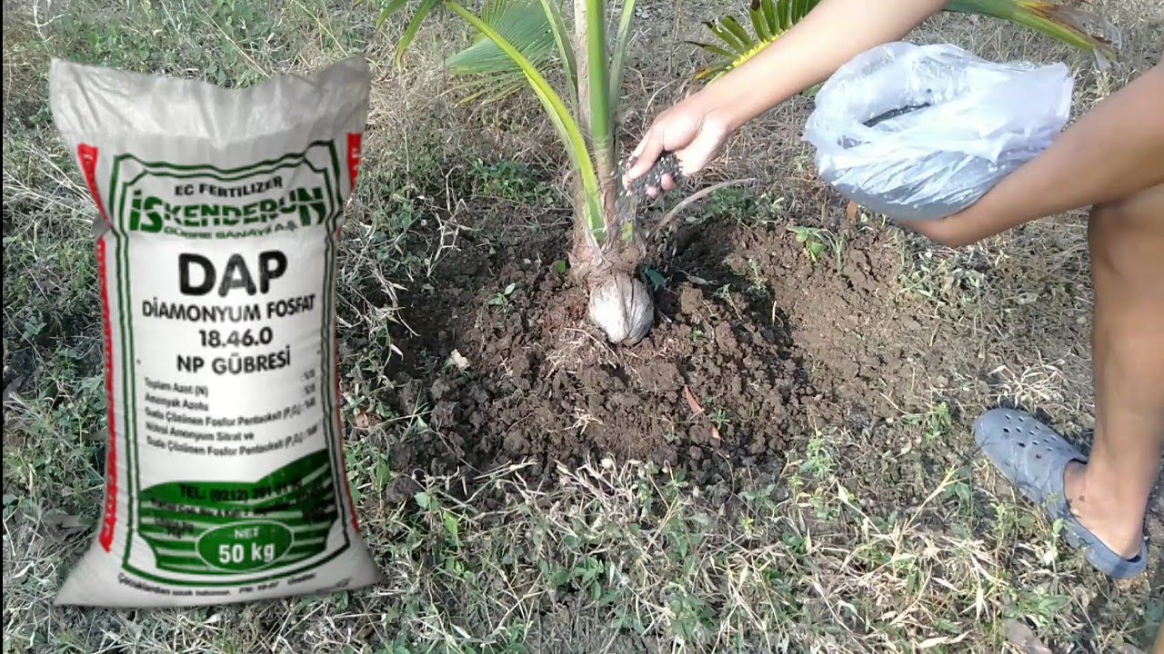 Fertilizer for coconut tree grow fast - Coconut Crops