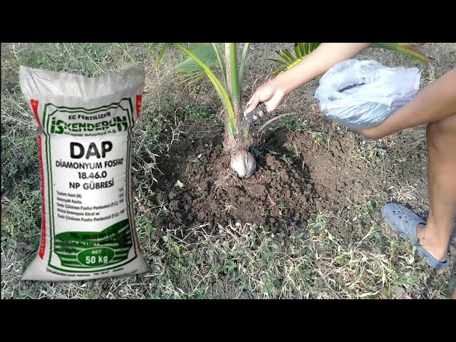 Baishnab ™ XXXL-185 - Worm Castings Improves Soil Vitality Plant Yields &  Roots - 7.5Kgs : Amazon.in: Garden & Outdoors